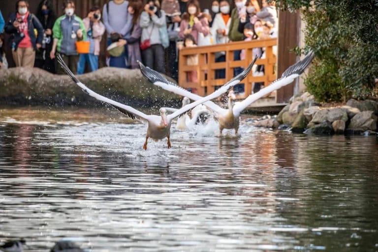 สวนสัตว์โกเบ Kobe Animal Kingdom