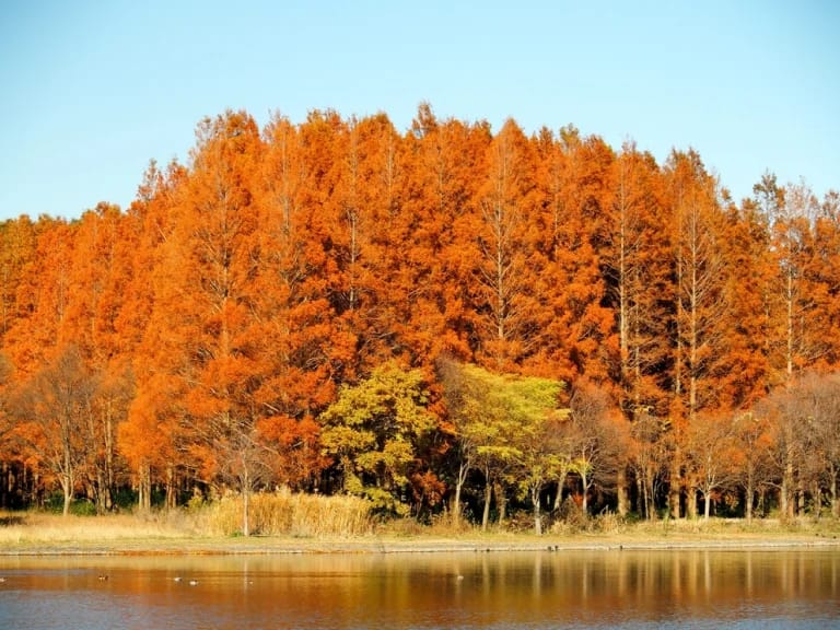 สวน มิซุโมโตะ Mizumoto Park