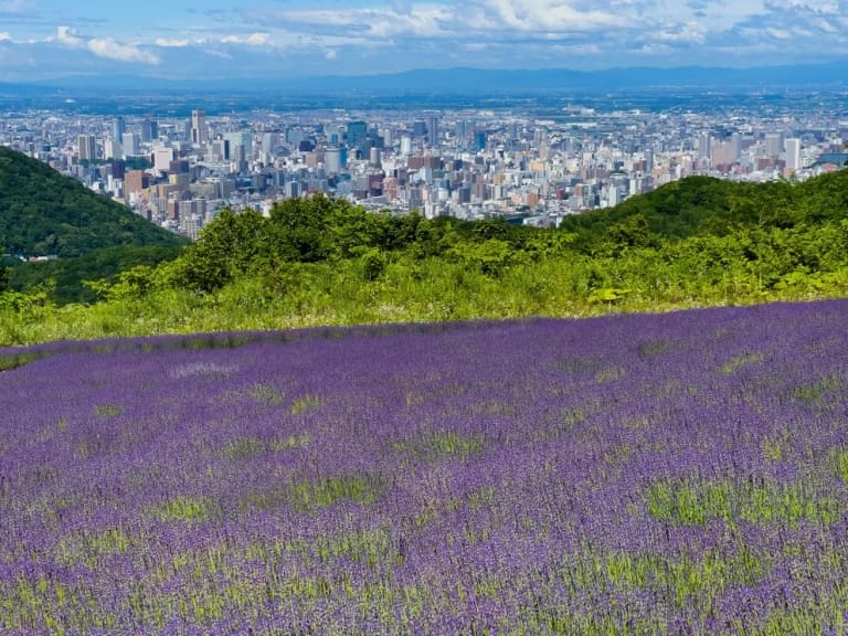 ทุ่งดอกลาเวนเดอร์ สวนโฮโรมิโตเกะ Horomitoge Lavender Garden