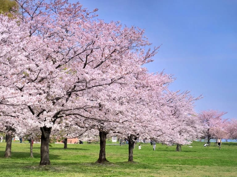 สวนโทเนริ Toneri Park