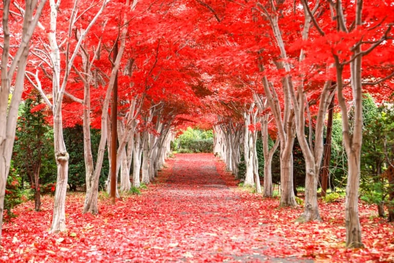 สวนพฤกษศาสตร์ ฮิราโอกะ (Hiraoka Greenery Center)