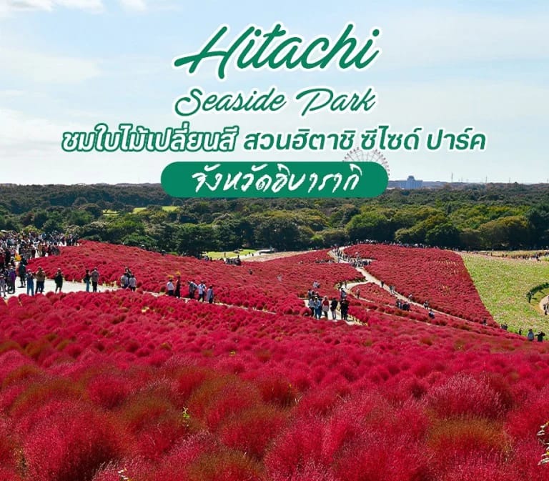 เที่ยวญี่ปุ่น ชมใบไม้เปลี่ยนสี Hitachi Seaside Park สวนฮิตาชิ ซีไซด์ ปาร์ค จังหวัดอิบารากิ