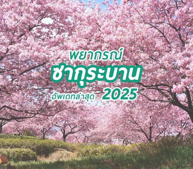 พยากรณ์ซากุระบานปี 2025 อัพเดต วันที่ 10 มกราคม 2568