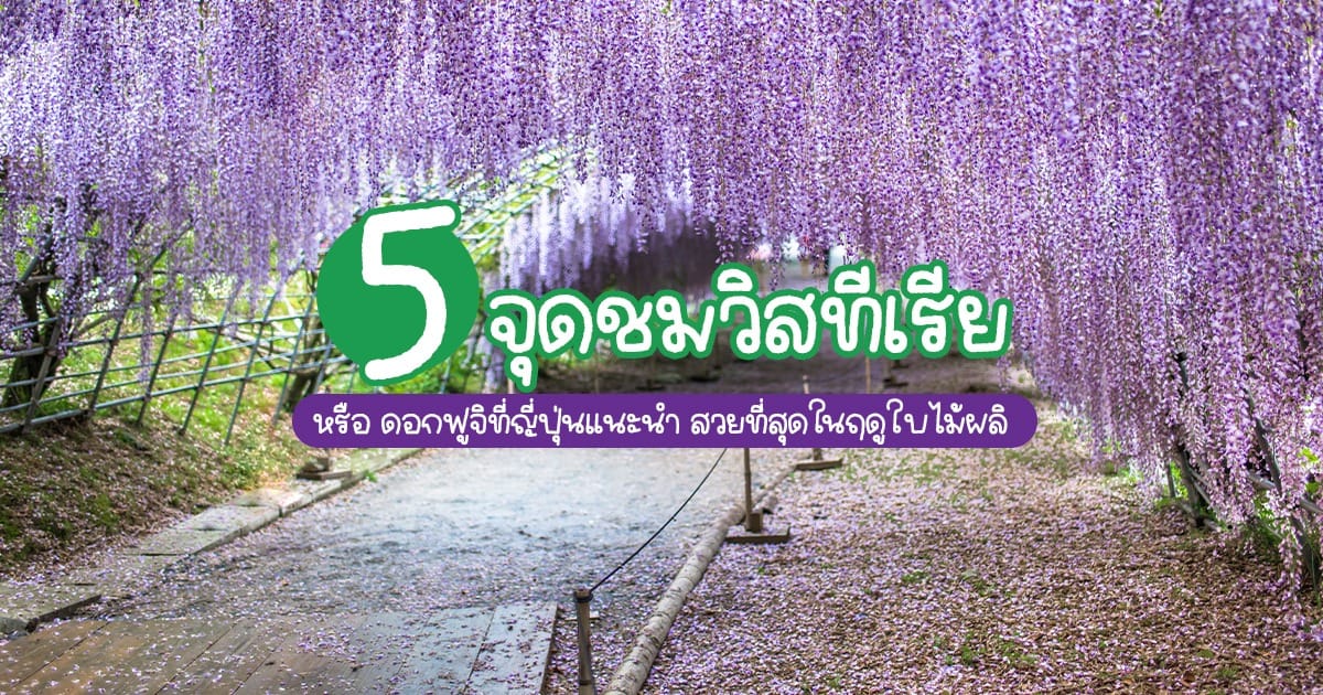 5 จุดชม วิสทีเรีย (ดอกฟูจิ) ที่ญี่ปุ่น สวยที่สุดในฤดูใบไม้ผลิ