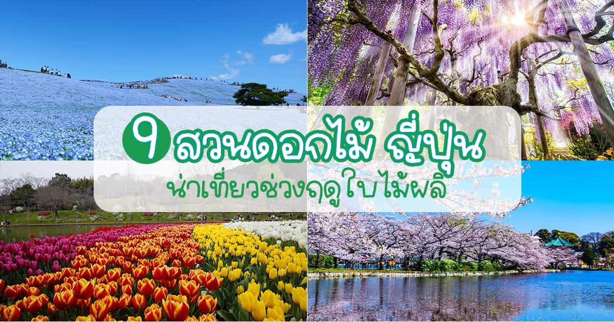 9 สวนดอกไม้ ญี่ปุ่น น่าเที่ยวช่วงฤดูใบไม้ผลิ | คู่มือเที่ยวชมดอกไม้บาน