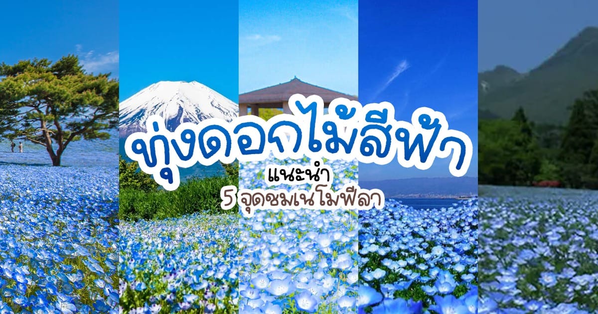 พาเที่ยว 5 สวน เนโมฟีลา ดอกไม้สีฟ้าแห่งฤดูใบไม้ผลิที่ญี่ปุ่น