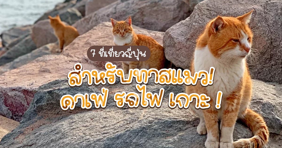 7 ที่เที่ยว ญี่ปุ่น สำหรับทาส แมว ! คาเฟ่ รถไฟ เกาะ มีครบ!