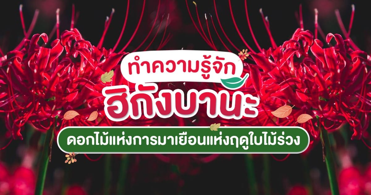 ฮิกังบานะ ดอกไม้แห่งการมาเยือนแห่งฤดูใบไม้ร่วง