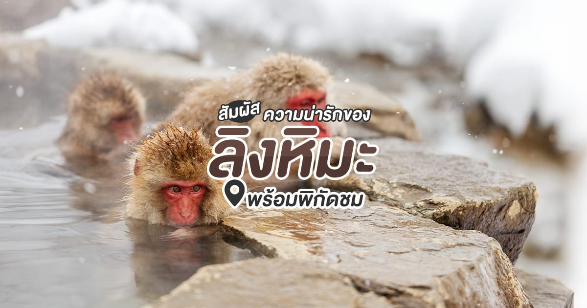 แนะนำลิงหิมะพร้อมพิกัดชม