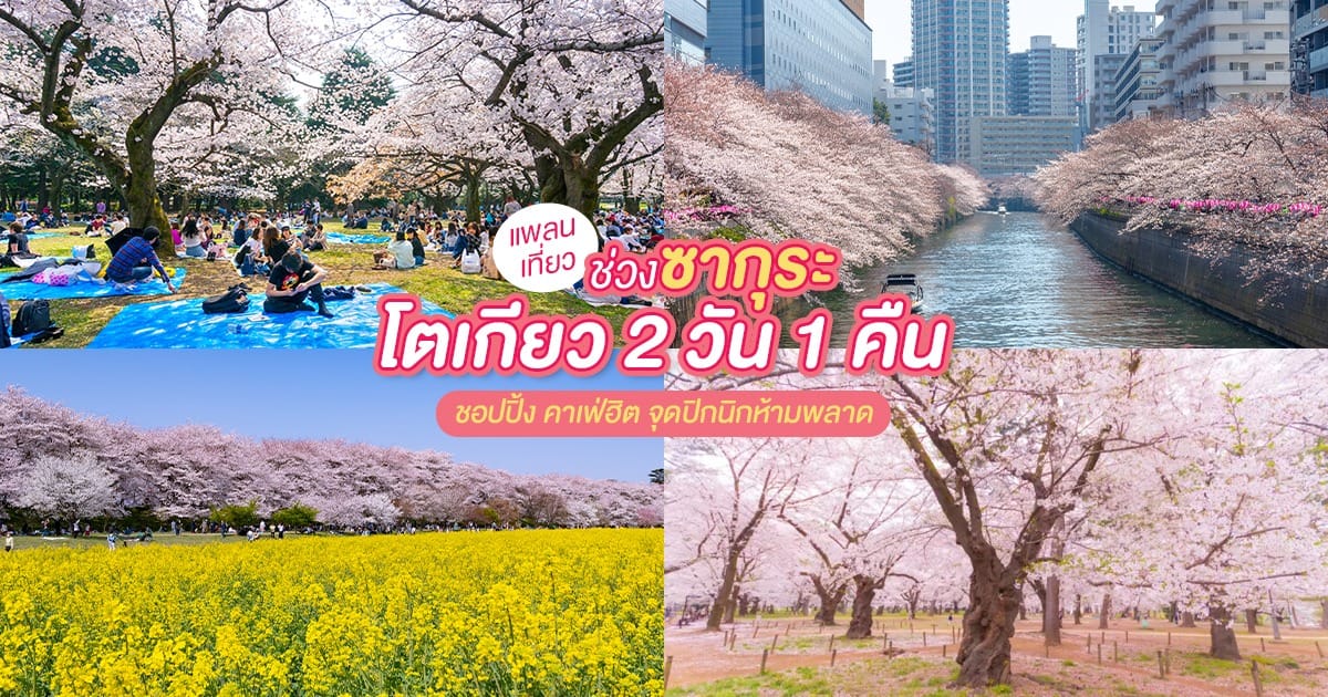 แพลนเที่ยวช่วง ซากุระ โตเกียว 2 วัน 1 คืน ชอปปิ้ง คาเฟ่ฮิต จุดปิกนิกห้ามพลาด