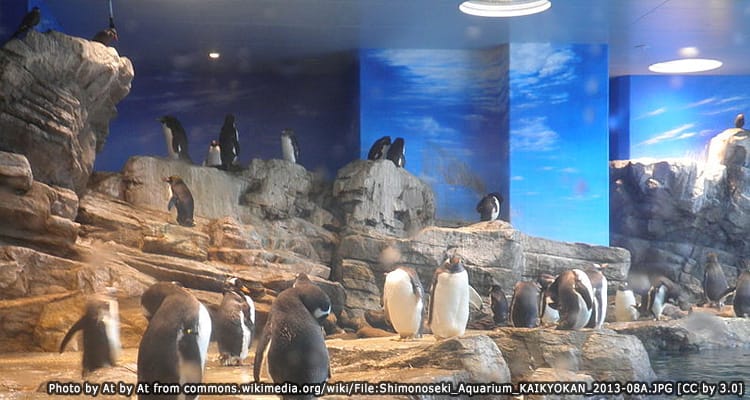 พิพิธภัณฑ์สัตว์น้ำชิโมโนเซกิ Shimonoseki Aquarium