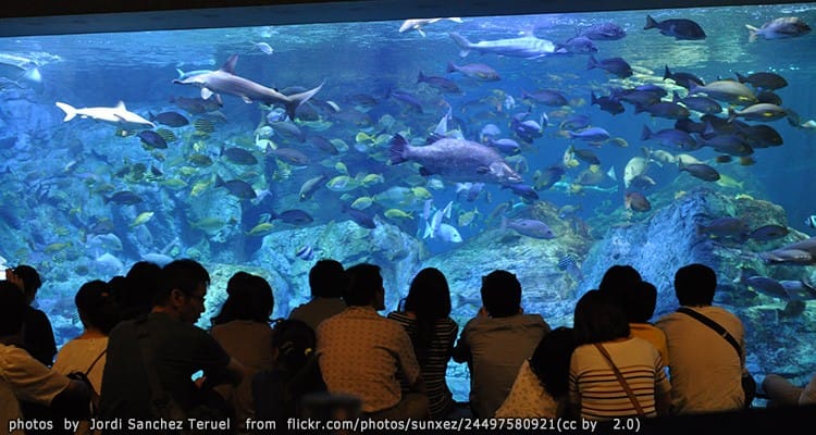 พิพิธภัณฑ์สัตว์น้ำยูมิตะมาโกะ Umitamago Aquarium