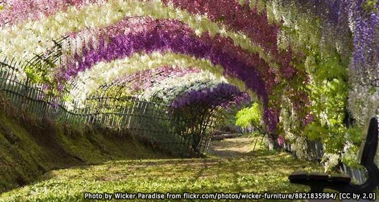 อุโมงค์ดอกวิสทีเรียที่สวนคาวาชิฟูจิ Kawachi Fuji Garden