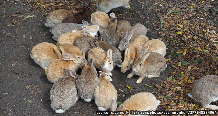 เกาะกระต่าย Usagi Jima หรือ เกาะโอคุโนชิมะ Okunoshima Island