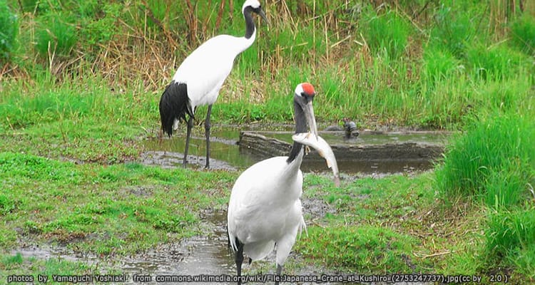 ศูนย์อนุรักษ์พันธุ์นกกระเรียน Japanese Crane Reserve