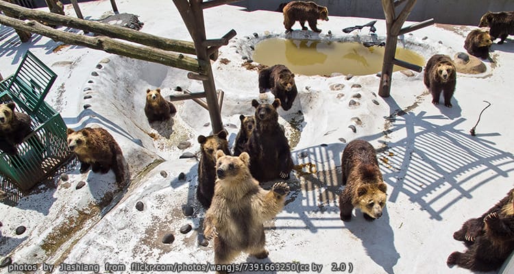ศูนย์อนุรักษ์พันธุ์หมีสีน้ำตาล Noboribetsu Bear Park