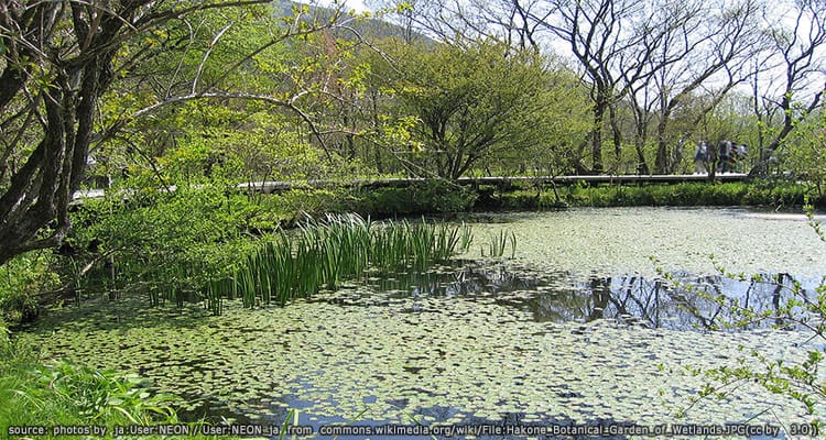 สวนพฤกษศาสตร์ Hakone Botanical Garden of Wetlands