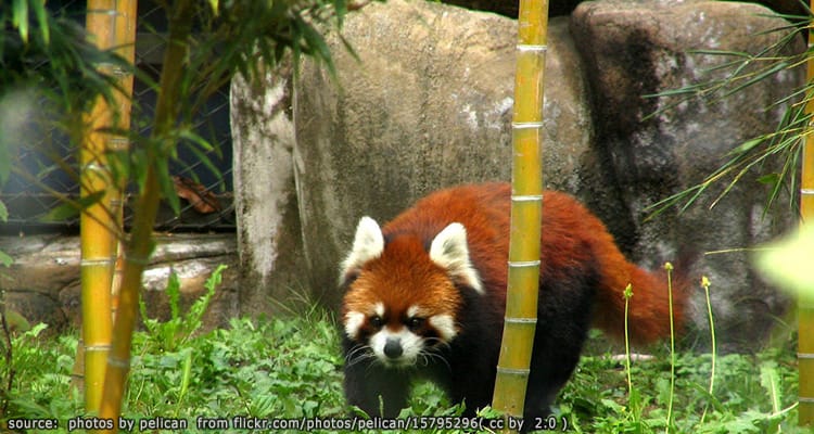สวนสัตว์เทนโนจิแห่งโอซาก้า Osaka Tennoji Zoo