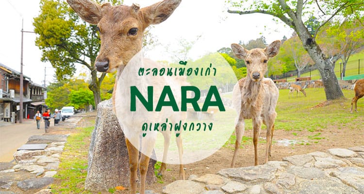 รีวิว เที่ยว 1 วันที่นารา(Nara) เมืองแห่งพระใหญ่และสวนกวาง