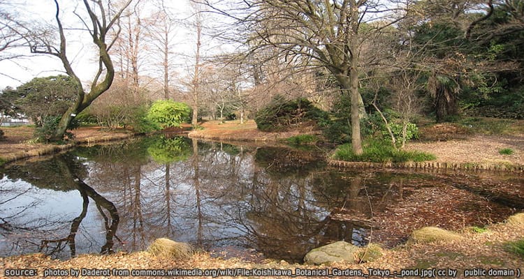 สวนพฤกษศาสตร์โคอิชิคาว่า Koishikawa Botanical Garden