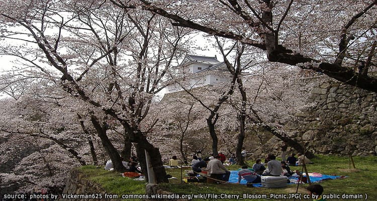 ปราสาทสึยาม่าและสวนคาคุซาน Tsuyama Castle & Kakuzan Park