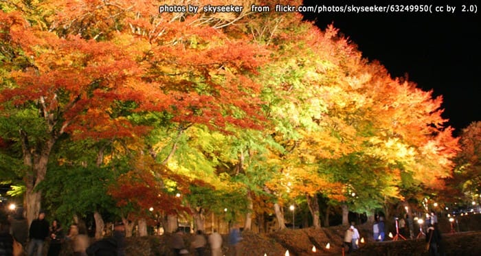 โมมิจิ ไคโร อุโมงค์ใบเมเปิ้ล Momiji Kairo Kawaguchiko