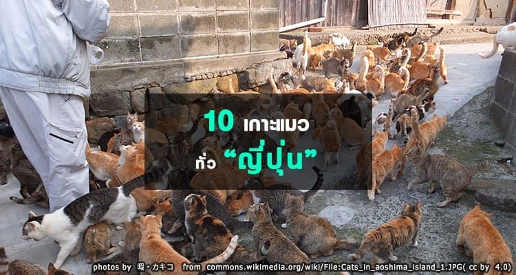 10 เกาะแมวของประเทศญี่ปุ่น เหล่าทาสแมวมาฟินกัน