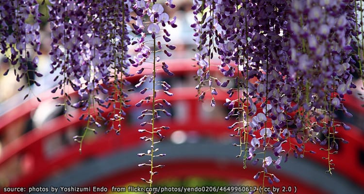 ศาลเจ้าคาเมโดะ เทนจิน Kameido Tenjin Shrine