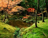 วัดมอส-โคเคเดระ---Kokedera-(Moss-Temple)