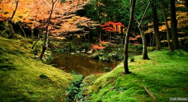วัดมอส-โคเคเดระ---Kokedera-(Moss-Temple)