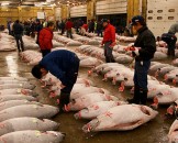 ตลาดปลาซึกิจิ–Tsukiji-Fish-Market