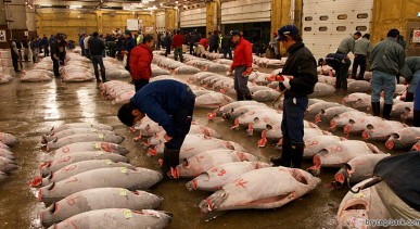 ตลาดปลาซึกิจิ–Tsukiji-Fish-Market