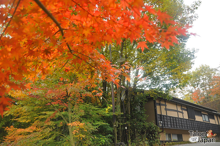 บรรยากาศตอนเช้ากับใบไม้แดงที่เมืองคุโรซาวะ-ออนเซน Kurokawa Onsen