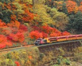 รถไฟชมวิวซากาโน่-The-Sagano-Scenic-Railway