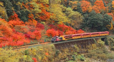 รถไฟชมวิวซากาโน่-The-Sagano-Scenic-Railway