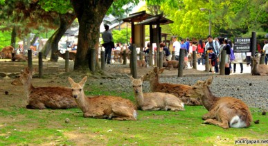 สวนกวางนารา-Nara-Park
