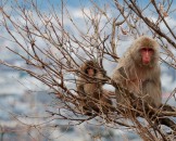 สวนลิงอิวาตายามา–Monkey-Park-Iwatayama