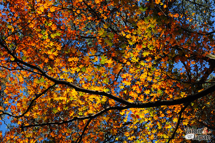 ใบไม้เปลี่ยนสีสวยๆระหว่างทางปีนเขาคิริชิม่า