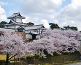 ปราสาท คะนะซะวะ (Kanazawa Castle) ซากุระ