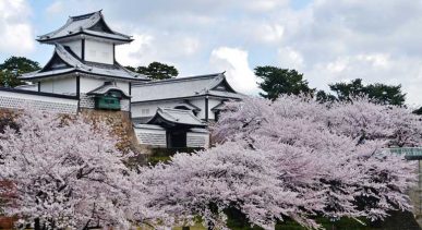 ปราสาท คะนะซะวะ (Kanazawa Castle) ซากุระ