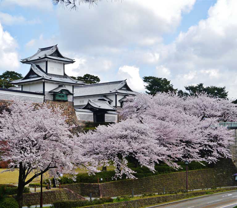 ปราสาท คะนะซะวะ (Kanazawa Castle) ซากุระ