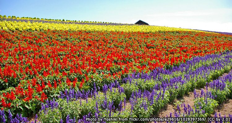 ทุ่งดอกไม้กามิฟูราโน่-Flower-Land-Kamifurano1