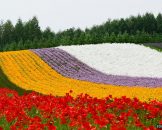 ฟูราโน่ (Furano)