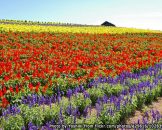 ทุ่งดอกไม้กามิฟูราโน่-Flower-Land-Kamifurano1