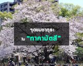 จุดชมซากุระบานในทาคามัตสึ Takamatsu Hanami Spots