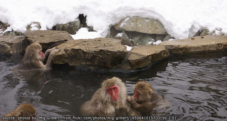 สวนลิงจิโกคุดานิ Jigokudani Monkey Park | TalonJapan.com ...