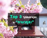 จุดชมซากุระในคามาคุระ Kamakura Hanami Spots