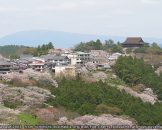 ดอกซากุระบานบนภูเขาโยชิโนยามะ