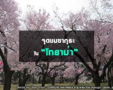 จุดชมซากุระในโทยาม่า Toyama Hanami Spots