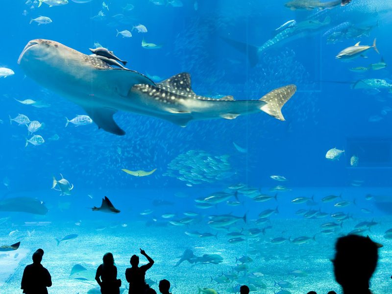 Okinawa-Churaumi-Aquarium,-Japan